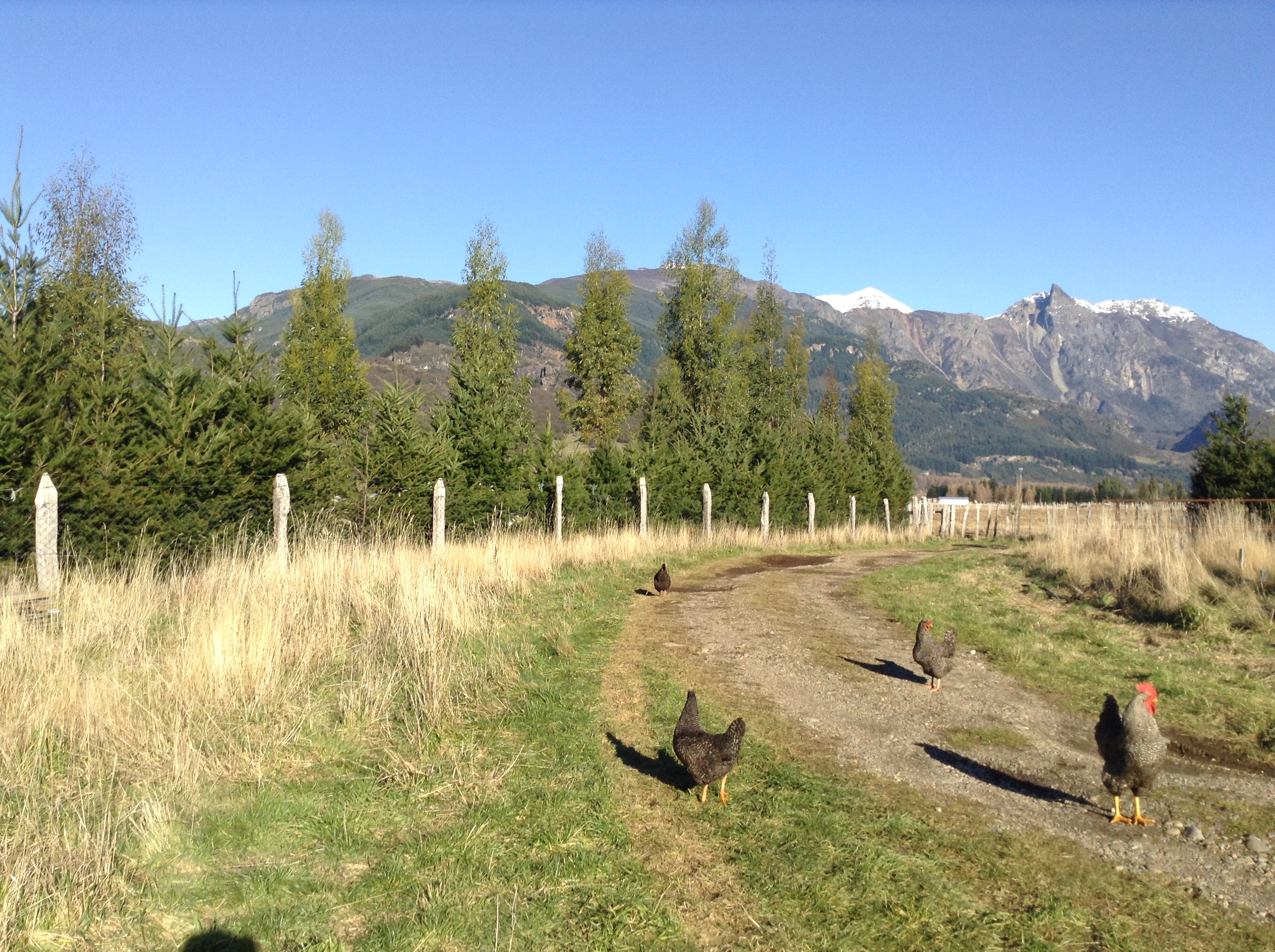 Praderas y sistema productivo del Fundo La Pampita, Mañihuales